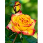 Rose 'Planters der Marke PFS Gartenwelten