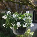 Blumenampel von Gärtner Pötschke, in der Farbe Weiss, andere Perspektive, Vorschaubild