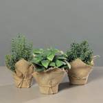 Kunstpflanze von mucPlants, in der Farbe Braun, aus Kunststoff, Vorschaubild