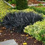 Pflanze von Gärtner Pötschke, in der Farbe Schwarz, andere Perspektive, Vorschaubild