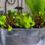 Pflück-Salatpflanze der Marke Gärtner Pötschke