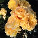 Beetrose, Rosa der Marke ROSEN TANTAU