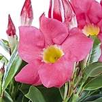 Pflanze von Gärtner Pötschke, in der Farbe Rosa, andere Perspektive, Vorschaubild