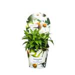 Sonnenhut Echinacea der Marke Pflanzen