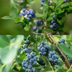 Bio-Obst Heidelbeere, der Marke Mein schöner Garten