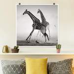 Poster Giraffenjagd der Marke Bilderwelten