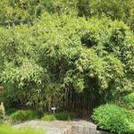 Sichtschutz von Gärtner Pötschke, aus Bambus, andere Perspektive, Vorschaubild