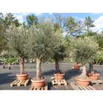 Bonsai Olivenbaum der Marke Grünwaren