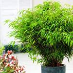 Garten-Bambus Rufa der Marke Gärtner Pötschke