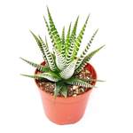 Exotenherz Haworthia der Marke Exotenherz