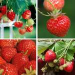 Erdbeer-Set Fruchtiger