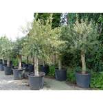 2x Olivenbaum der Marke Grünwaren
