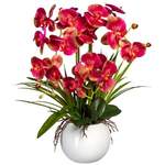 Orchidee pink,