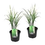 ROOTZ PLANTS der Marke ROOTZ PLANTS