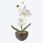 Künstliche Orchidee, der Marke NKD
