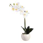 Orchidee Phalaenopsis, der Marke DEPOT