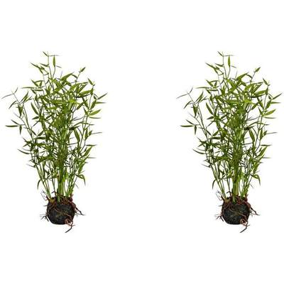 Bambus Pflanzen im Preisvergleich | Günstig bei Ladendirekt kaufen