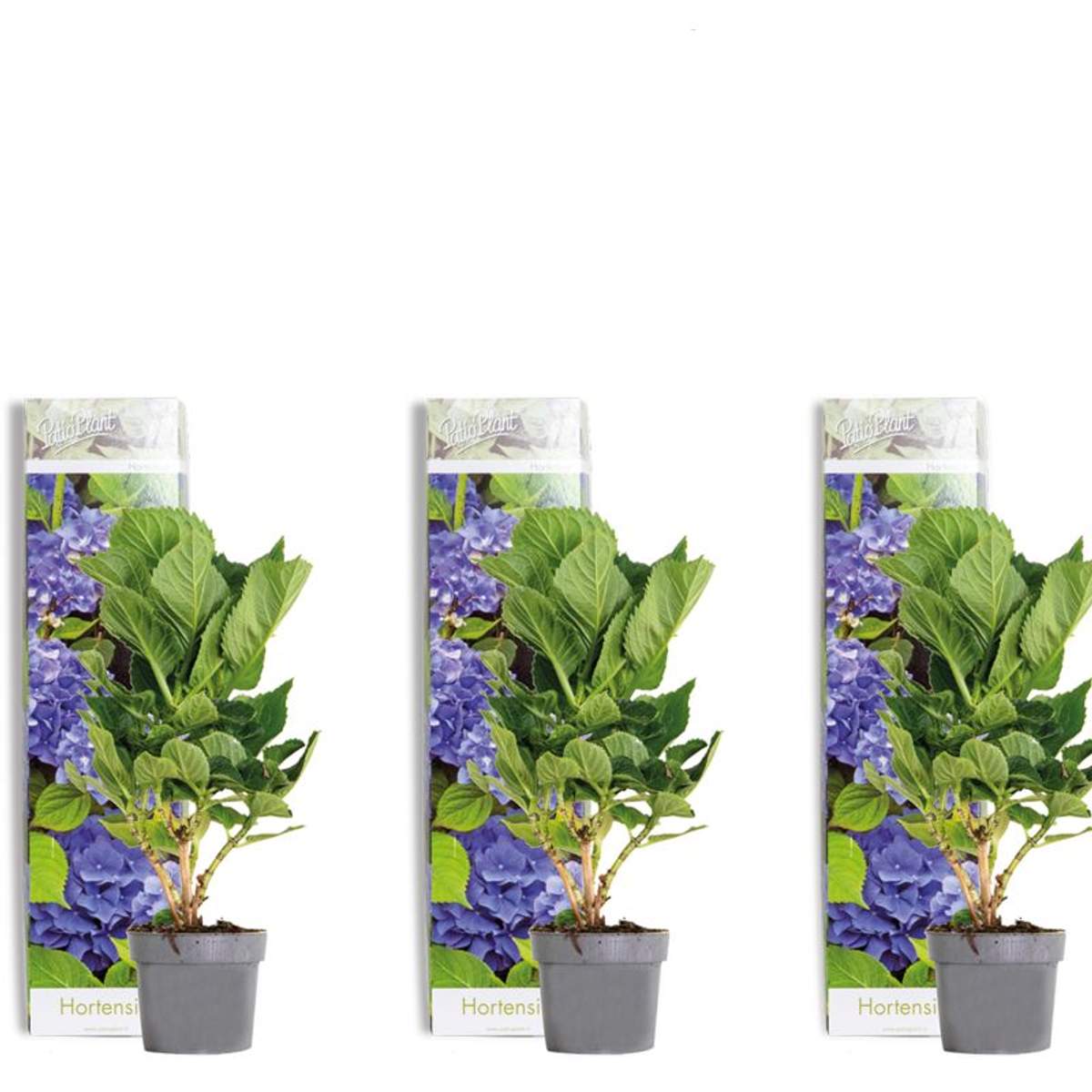 Bloomique 2er-Set Kletterhortensie 'Hydrangea Petiolaris' - Winterhart, 50-70 Cm Hoch, Im 15 Cm Topf