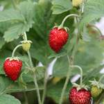 Bio Erdbeere der Marke Mein schöner Garten