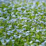 Bodendecker-Set Blaue der Marke Mein schöner Garten