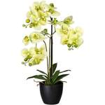 Kunstorchidee Phalaenopsis der Marke Creativ Green