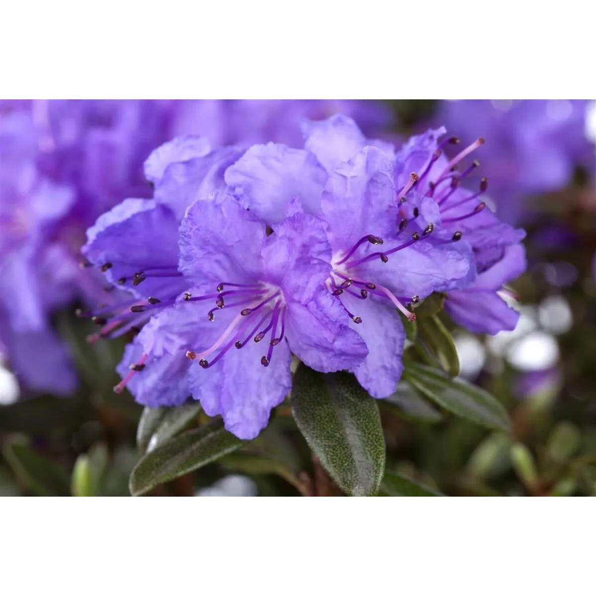Rhododendron 'Gristede' - Dwergrododendron, Alpenroosje | De Tuinen van Rhododendron 'Gristede' - Dwergrododendron, Alpenroosje | De Tuinen van