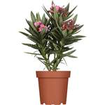 OBI Oleander der Marke GROW by OBI