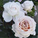 Pflanze von KORDES ROSEN, in der Farbe Rosa, andere Perspektive, Vorschaubild