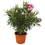 OBI Oleander der Marke GROW by OBI