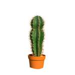Kunstpflanze Kaktus der Marke Catral