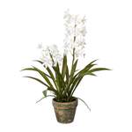 XXXLutz CYMBIDIUM der Marke XXXLutz