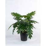 Kunstpflanze Philodendron der Marke Die Saisontruhe