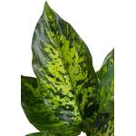 Pflanze von Botanic-Haus, in der Farbe Grün, aus Kunststoff, andere Perspektive, Vorschaubild