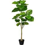 Ficus umbellata,