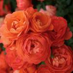 Pflanze von KORDES ROSEN, in der Farbe Orange, aus Kunststoff, andere Perspektive, Vorschaubild