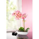 Pflanze von MODERNE HAUSFRAU, in der Farbe Rosa, aus Kunststoff, andere Perspektive, Vorschaubild