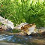 Gartenfigur Frosch der Marke Brambly Cottage