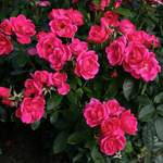 Pflanze von KORDES ROSEN, in der Farbe Rosa, aus Kunststoff, andere Perspektive, Vorschaubild