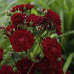 Pflanze von KORDES ROSEN, in der Farbe Rot, andere Perspektive, Vorschaubild