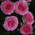 Pflanze von KORDES ROSEN, in der Farbe Rosa, andere Perspektive, Vorschaubild
