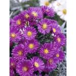 OBI Glattblatt-Aster der Marke GROW by OBI