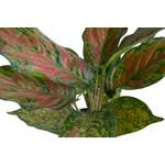 Pflanze von Botanic-Haus, in der Farbe Rot, aus Kunststoff, andere Perspektive, Vorschaubild