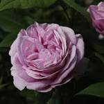 Pflanze von KORDES ROSEN, in der Farbe Rosa, aus Kunststoff, andere Perspektive, Vorschaubild