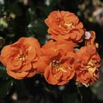 Pflanze von KORDES ROSEN, in der Farbe Orange, andere Perspektive, Vorschaubild